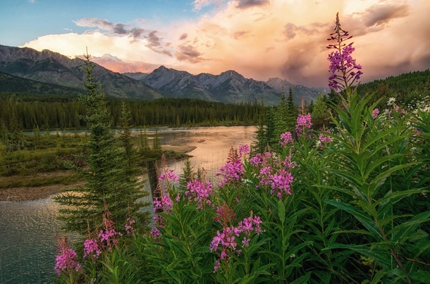 Fireweed and a fiery sunset on the Bow River Banff National Park Canada 