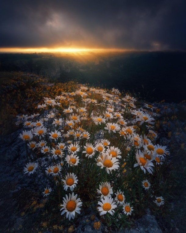 First daisies of the season at Navarra Spain Happy spring to everyone  IG jabisanz