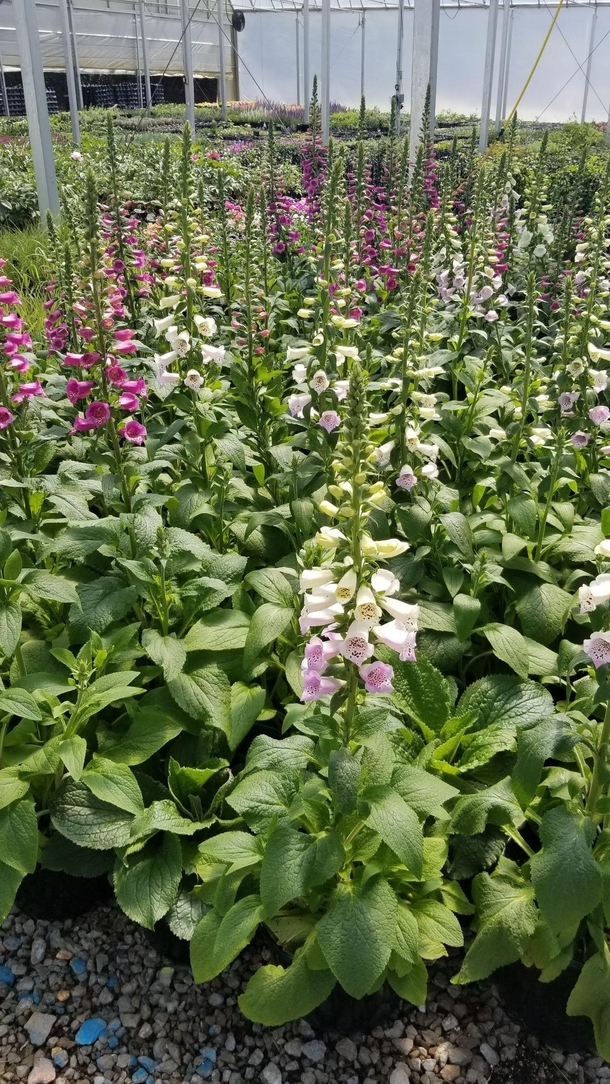 first digitalis blooms in the greenhouse summer  So excited about the coming summer 