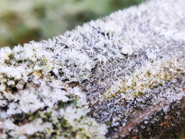 First frost of the year on a log Surrey UK 