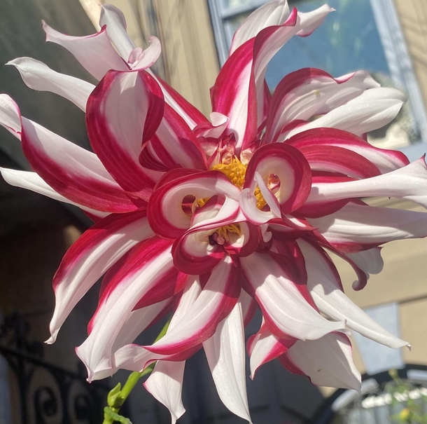 First year for this very unusual Dahlia No filter 