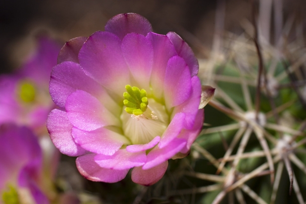Fishhook Cactus blossom  Sclerocactus 