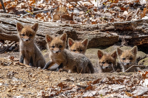 Five red fox kits in their den Jersey Shore New Jersey Photo credit to John Entwhistle