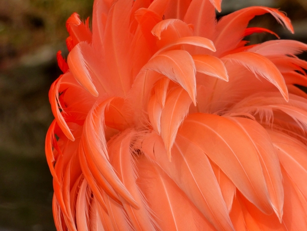 Flamingo Feathers Phoenicopterus 