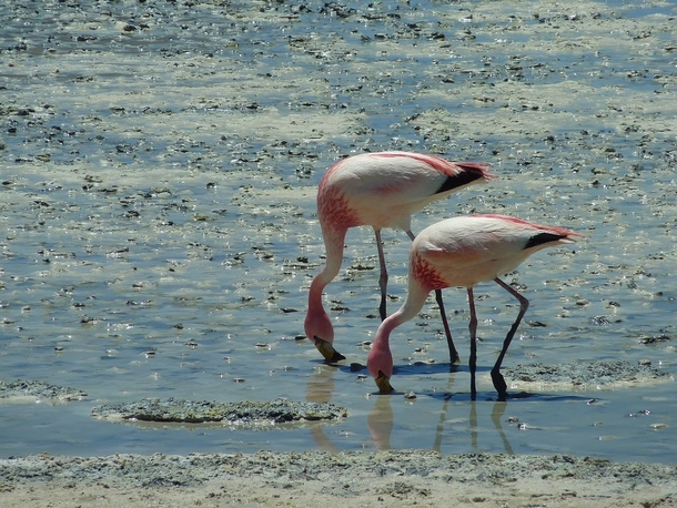 Flamingos in the Bolivian Altiplano 