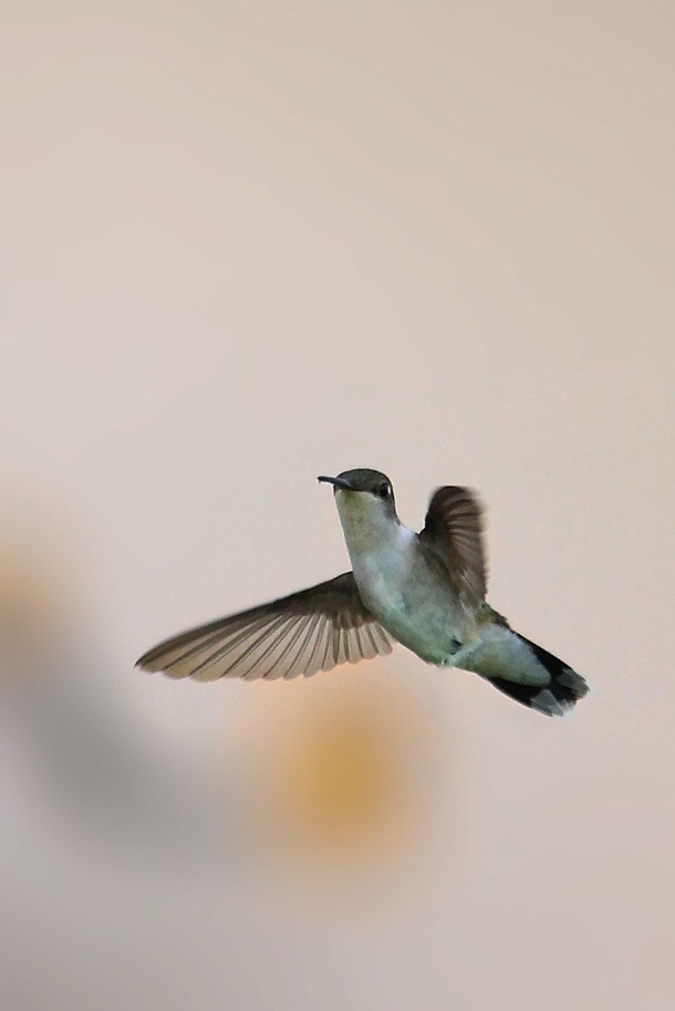 Flap flap bird mid flight Hummingbird 