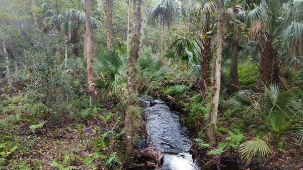 Florida swamp 