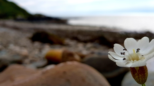 Flower at the beach Isle of Man 