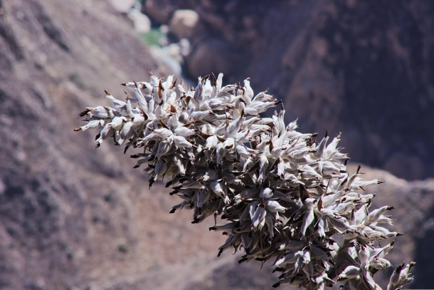 Flower growing on the edge of Colca Canyon one of the worlds deepest canyons Peru 