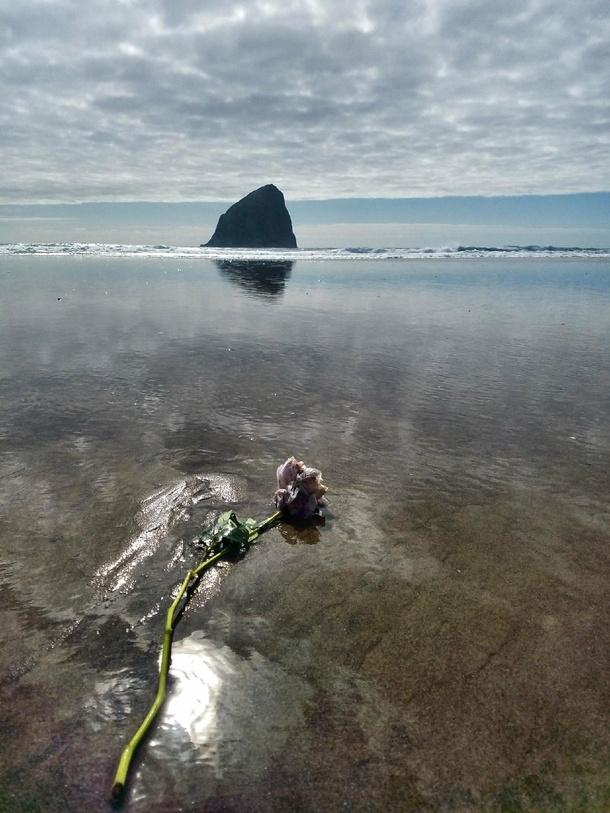 Flower washed up on the beach for fisherman lost at sea today Cape Kiwanda Oregon- 
