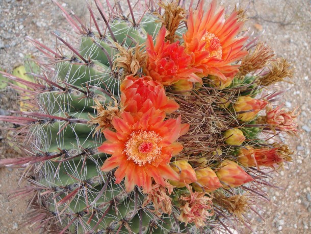 Flowering Cactus in the Sonoran Desert 