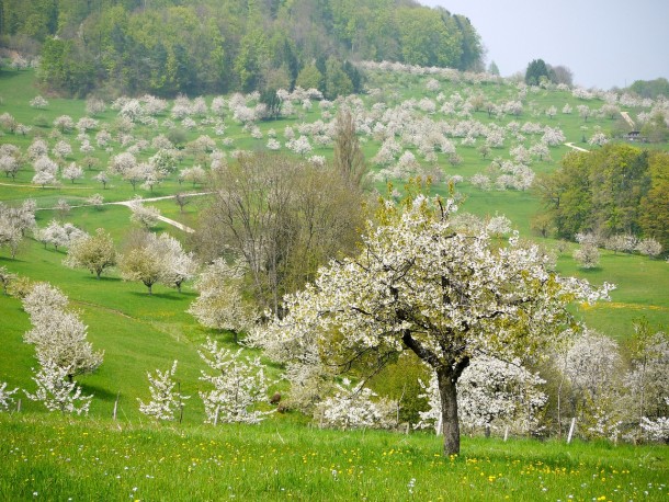 Flowering fruit trees in Switzerland 