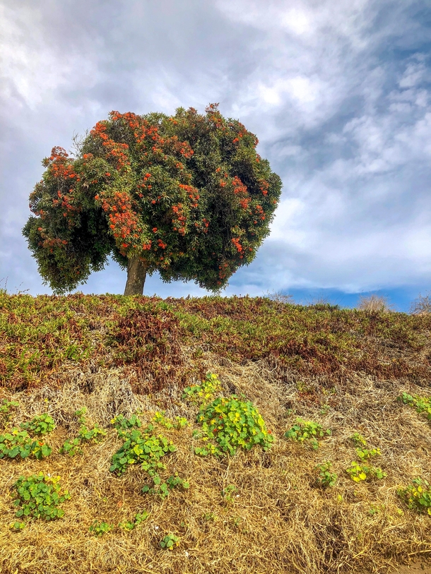 Flowering tree on a hill Morro Bay California 