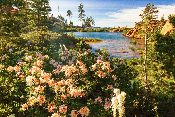 Flowers blooming on the shore of Towhead Lake Southern Oregon 