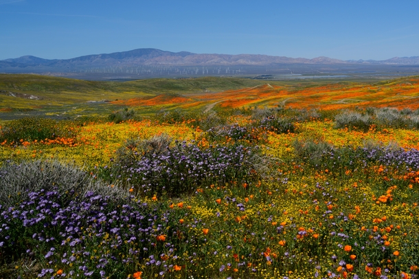 Flowers of Antelope Valley CA 