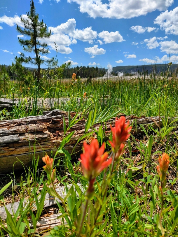 Flowers still bloom among these Yellowstone geysers 