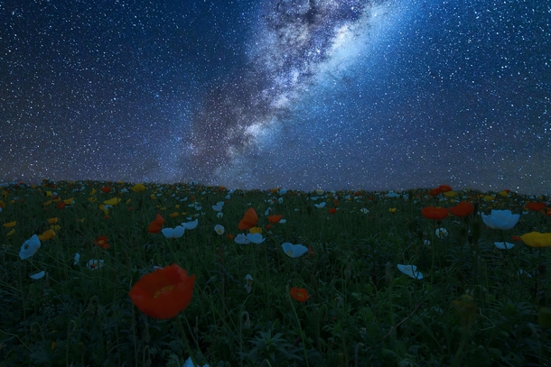 Flowery hill in New Zealand under the Milky Way  by Ateens Chen