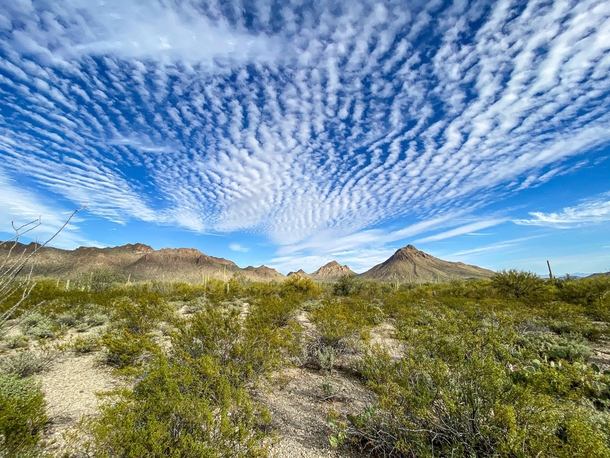 Fluffy Clouds and Cacti - Tucson Arizona -    