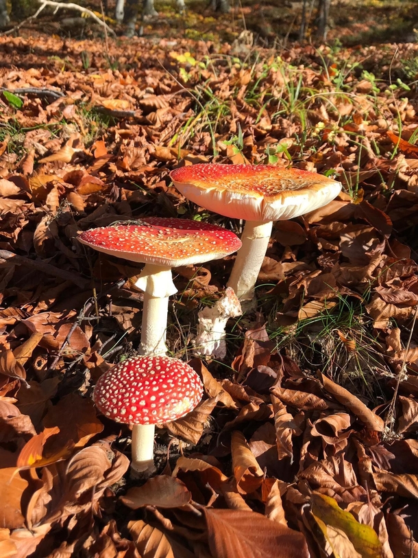 Fly agaric Amanita muscaria found them in a forest today