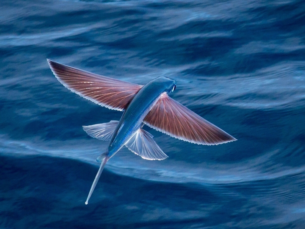 Flying Fish -  x-post from rpics 