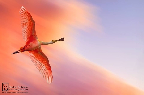 Flying Flamingo - Photographed by Abdul Subhan - Pakistan 