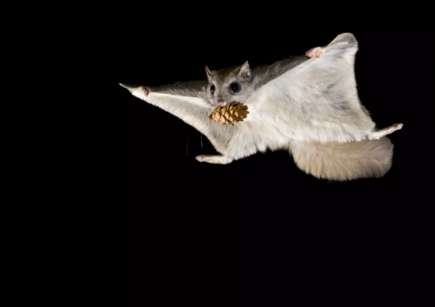 Flying Squirrel Bob Marshall Wilderness Montana photo by Alexander V Badyaev 