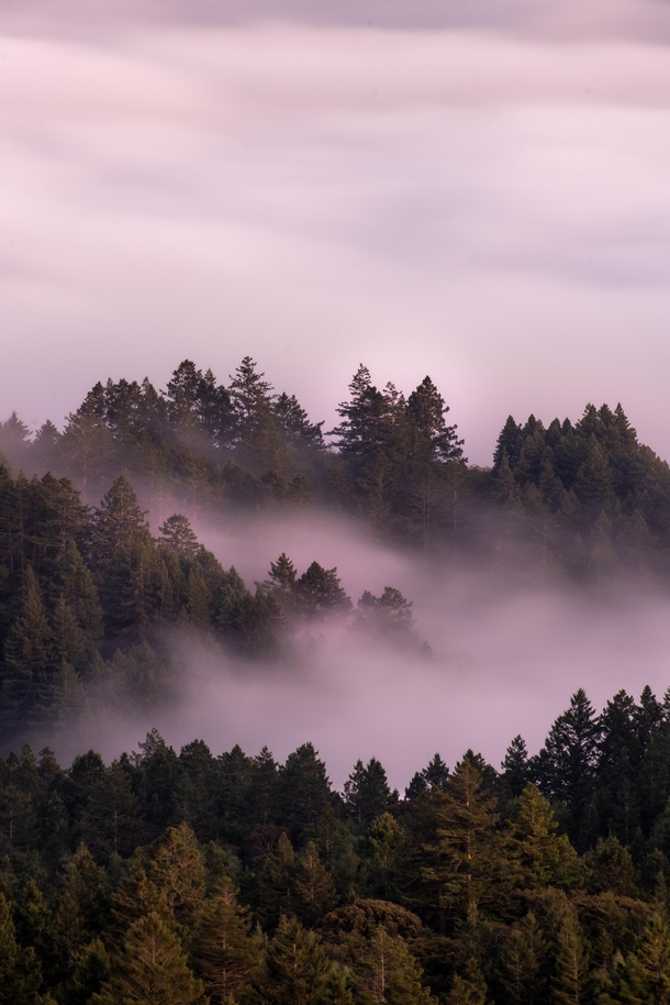 Fog is stuck between the trees of Mill Valley North of San Francisco in California