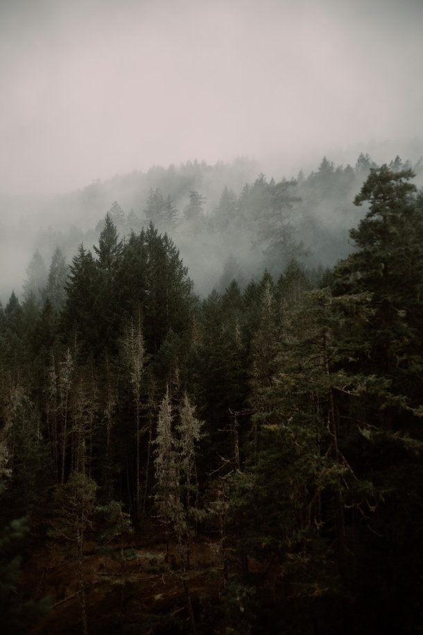 Fog kissing the treetops - Sooke Vancouver Island BC 