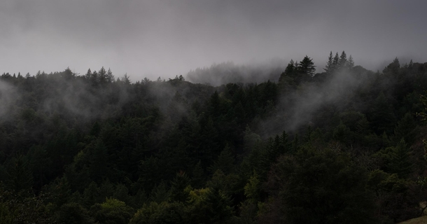Fog upon the hills-Boulder Creek CA 