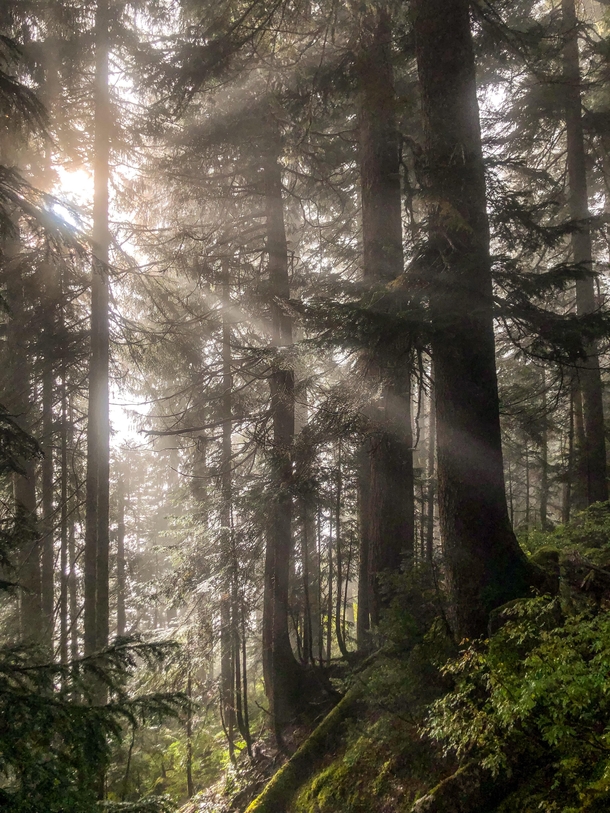 Foggy forests not long after sunrise make the early hike worth it Taken near Skykomish WA  IGhikedailyprn