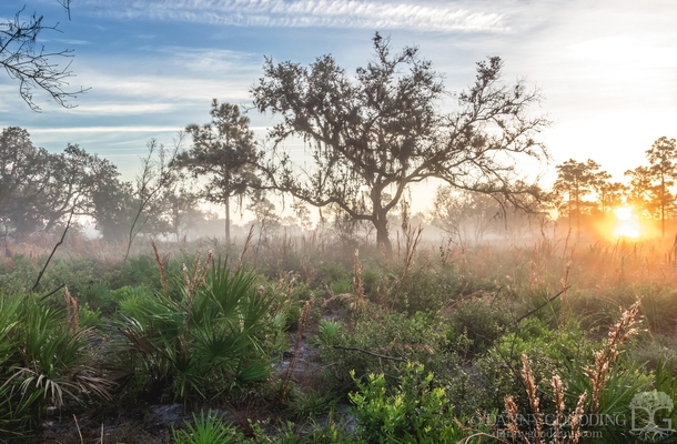 Foggy sunrise at Split Oak Forest in SE Orlando Florida 