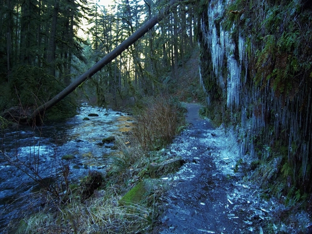 Footlong icicles line the trail at Silver Falls State Park OR 