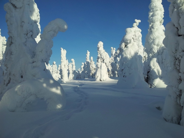 Footsteps in the snow Posio Finland 