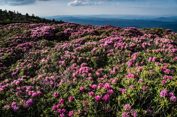 For around - days each year the hills of the Roan Highlands turn pink Roan Highlands TN USA 