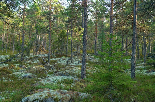 Forest Before Dark Finland x 