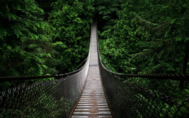 Forest Bridge 
