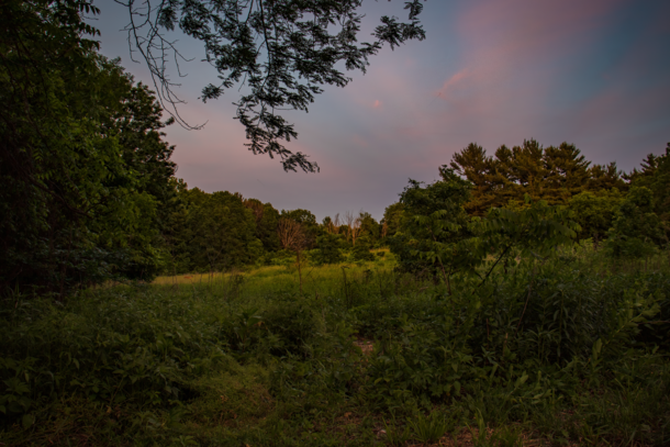 Forest clearing at twilight - Madison WI 