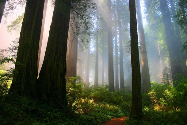 Forest in California  credit to udrainsworth