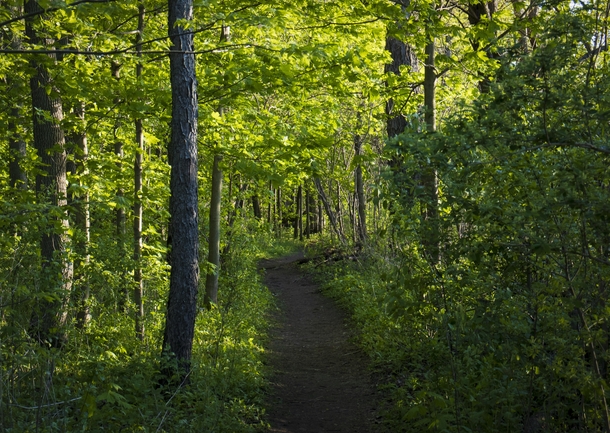 Forest in Full Spring Bloom - Madison WI 