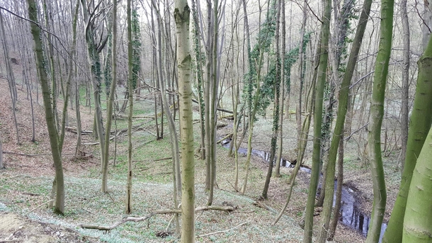 forest in Mannersdorf lower Austria 