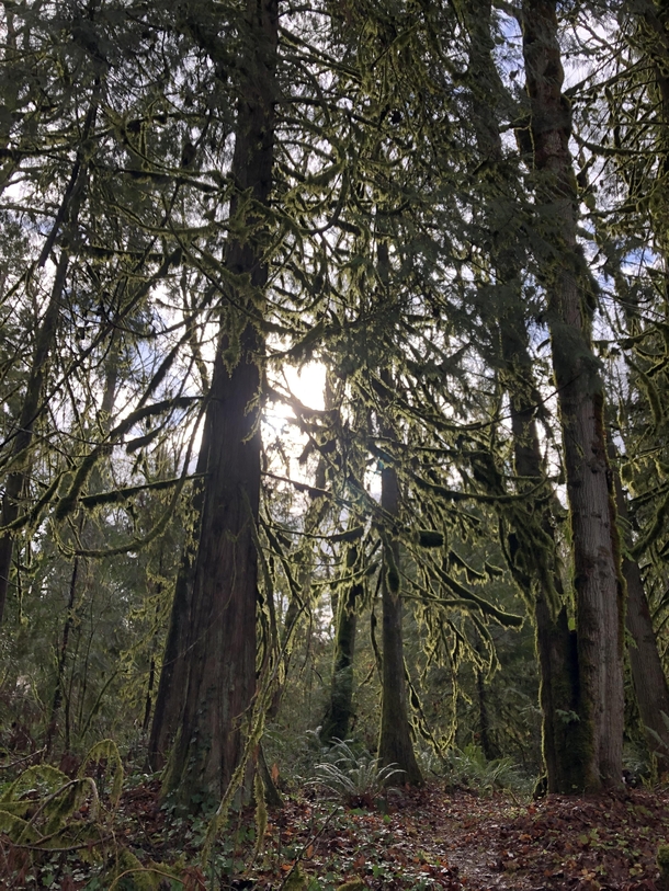 Forest in Oregon x