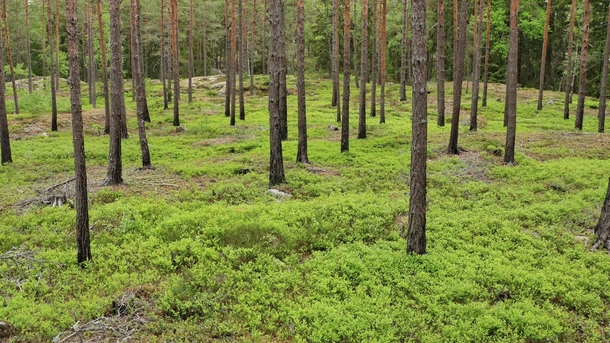 Forest in Stockholm Sweden damaged by a forest fire  years ago 