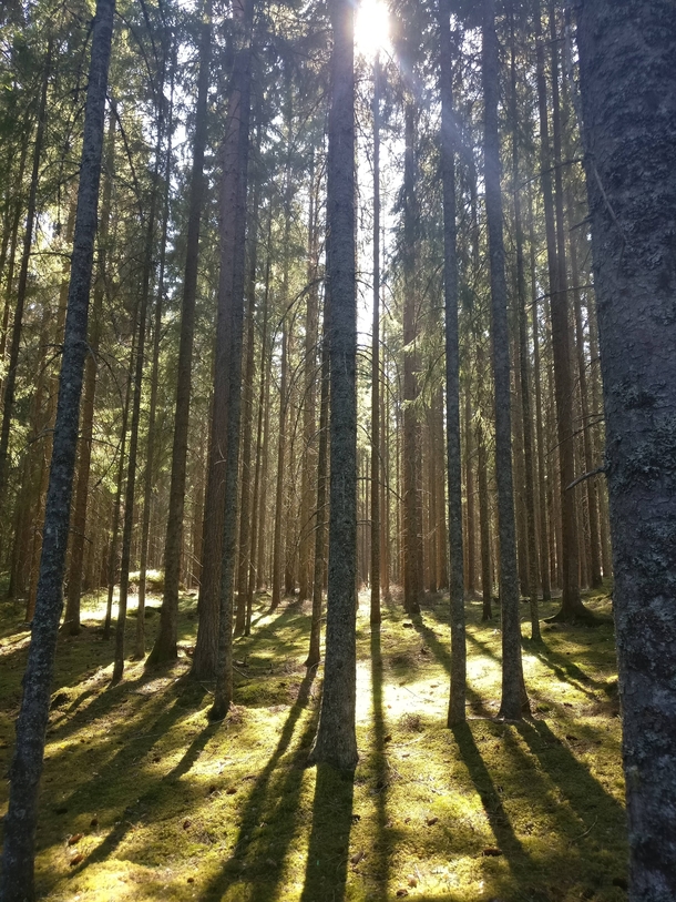 Forest in Vrmland Sweden 