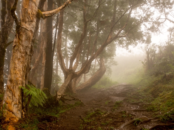 Forest on a rainy day in Maui Waihee Ridge Trail Hawaii 