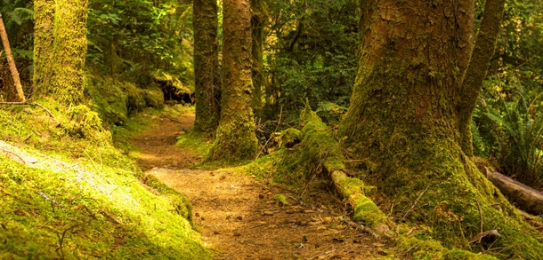 Forest Path along the Oregon coast 