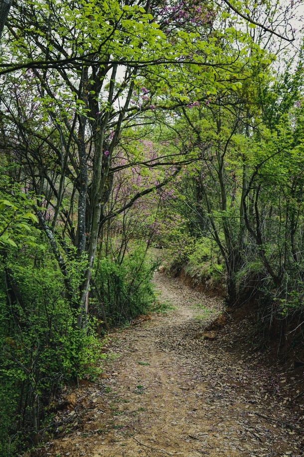 Forest path Elbasan Albania 