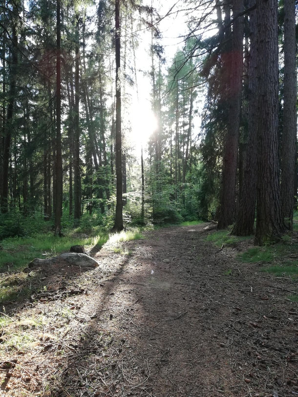 Forest pathway in Czech Republic 
