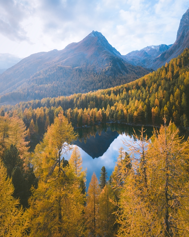 Forests of gold in the Swiss Alps 