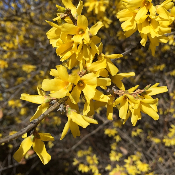 Forsythia can cover the landscape in Spring 