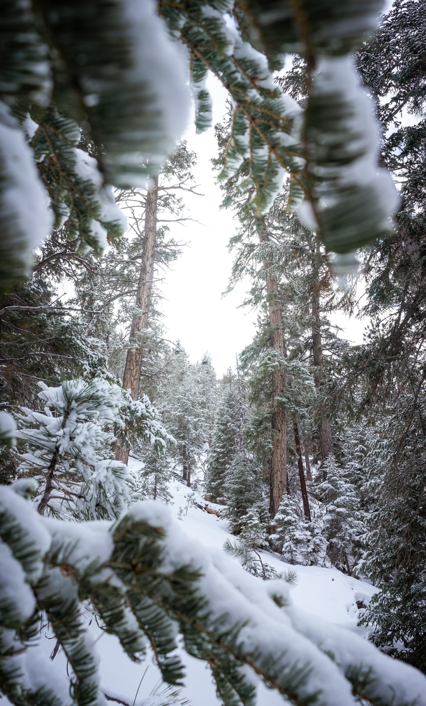 Found an area with untouched snow and went on such a beautiful hike in Big Bear California Happened to come across this framing and had to capture it  - Come support and inspire peoples wellbeing with your peaceful Photography at rMindfulPhotography